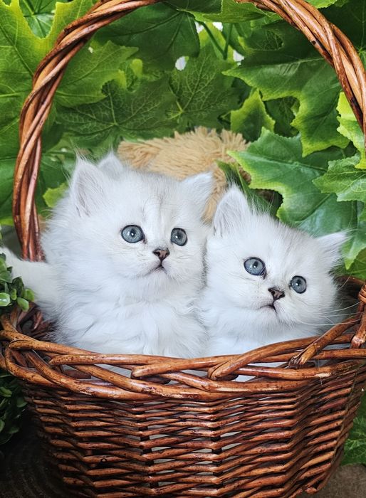 Британски дългокосмести котенца