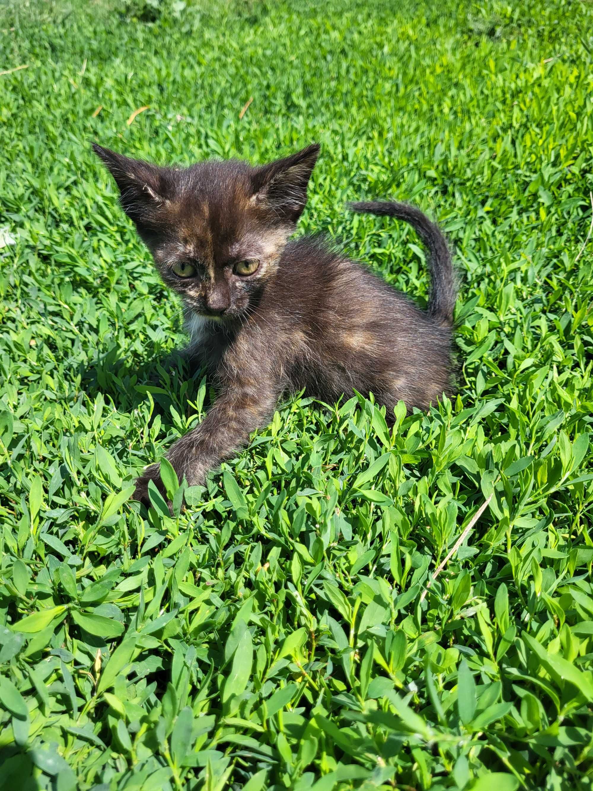 Отдам котят 1,5 месяца.