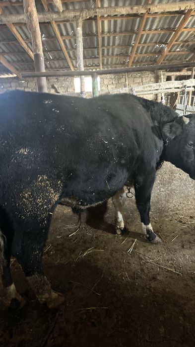 Бычоктар сатылады семіз