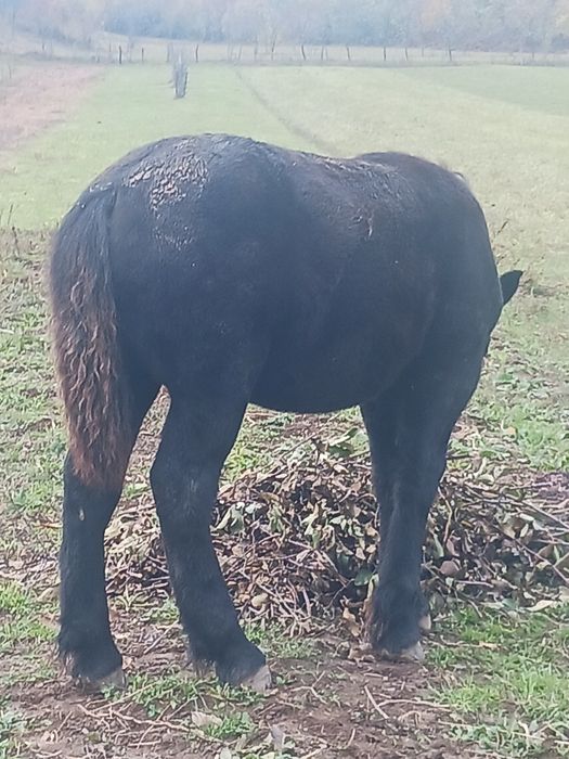 Mânz negru de 6 luni
