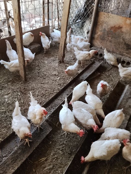 Несушка 90.000 ва Рангли товуклар 220.000 сотилади