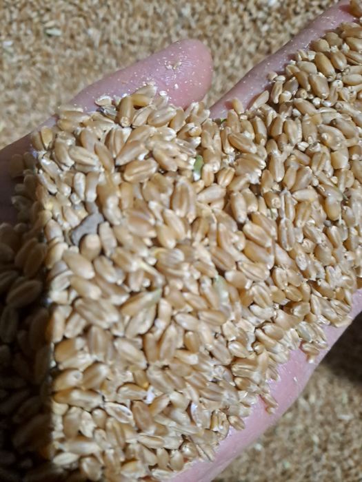 Пщеница 4 класс влажность до 16