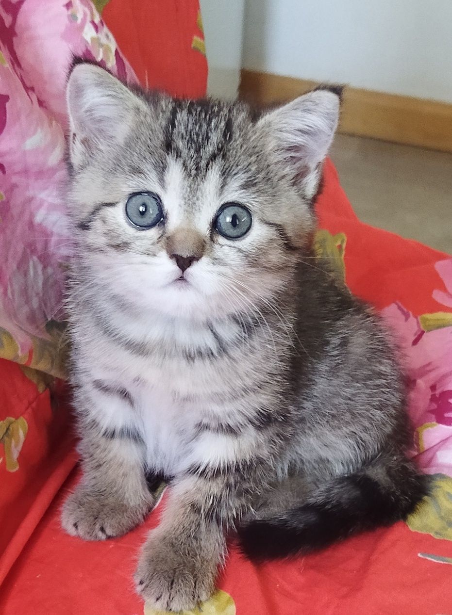 Шиншилла серебро классический