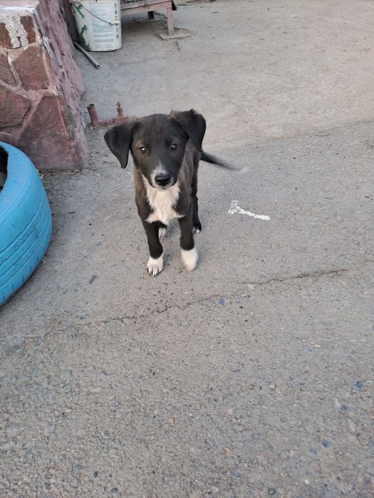 собачки молоденькие девочки