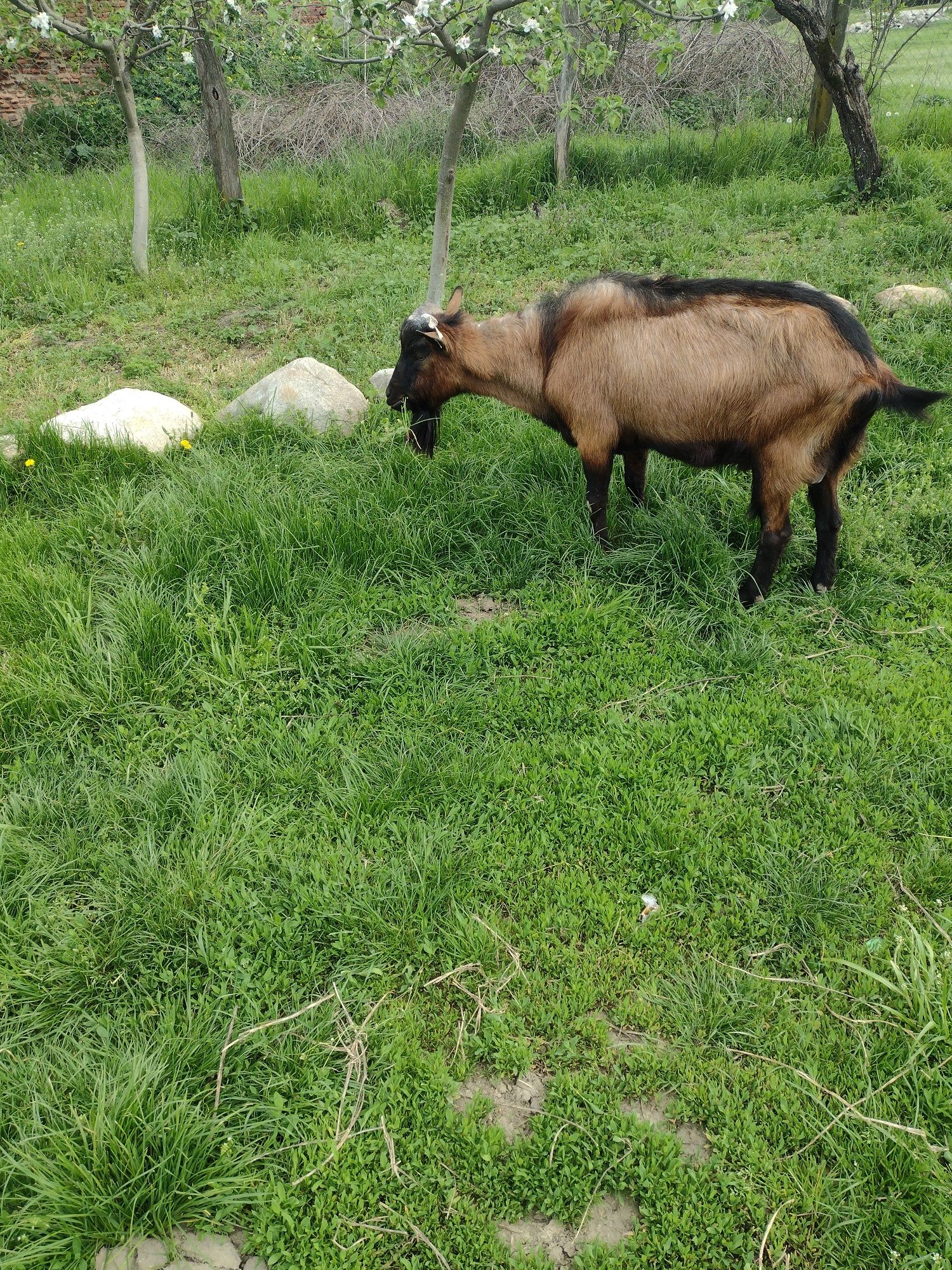 Țap alpin francez cu pedigree