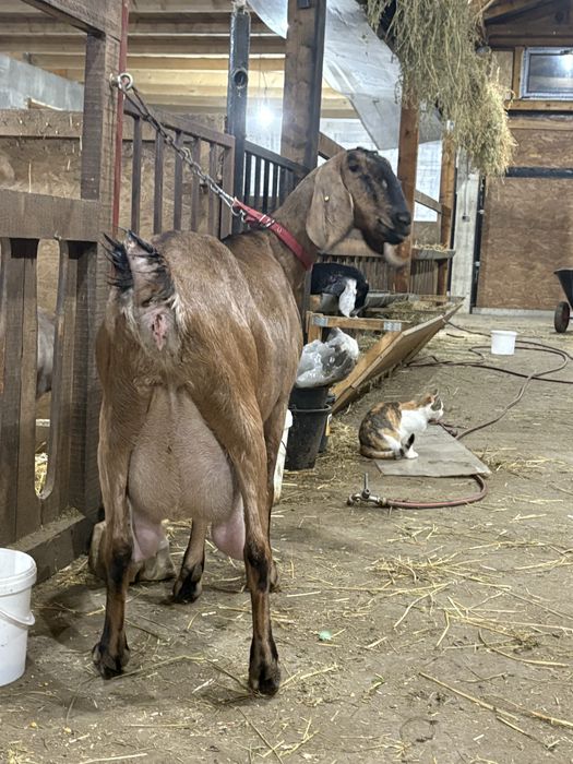 Capre AngloNubiene cu certificat de origine