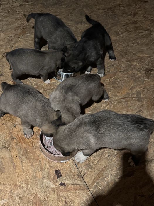 Femela kangal varsta 5 saptamâni