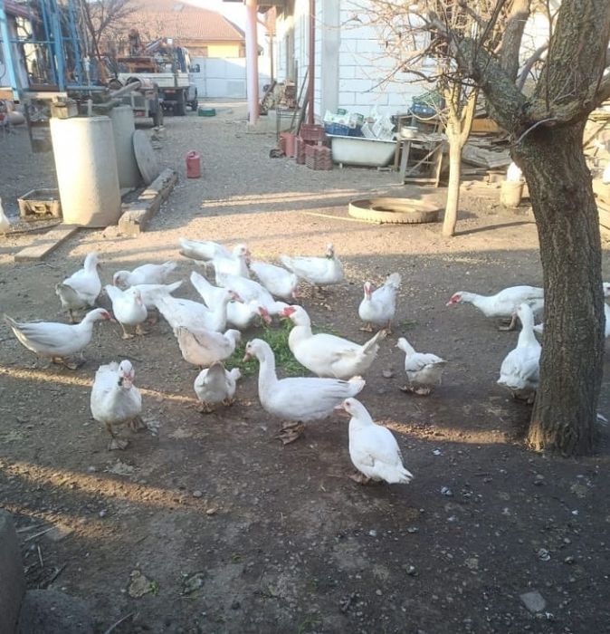 Rațe Mute Leșești Albe