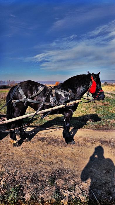 Iapa neagra de vanzare, schimb și cu vitei