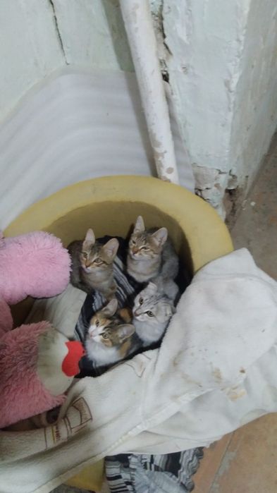 Котятки в добрые руки!
