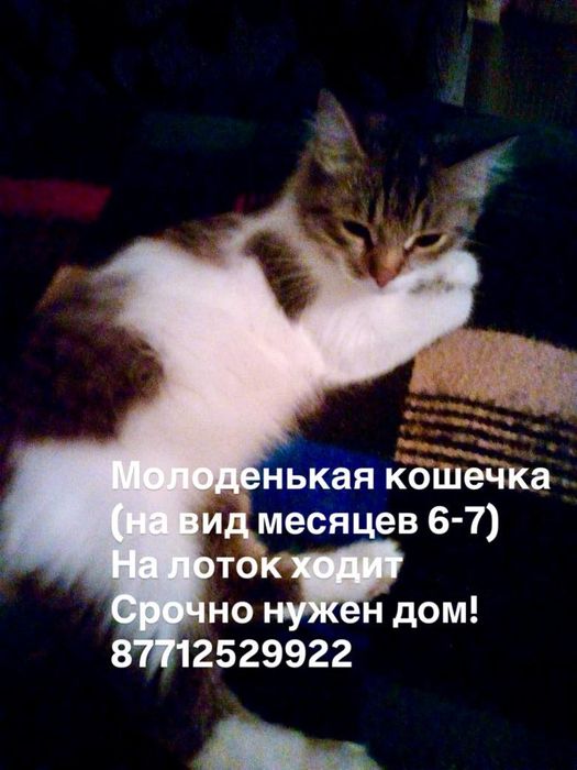 Молоденькая кошечка в добрые руки