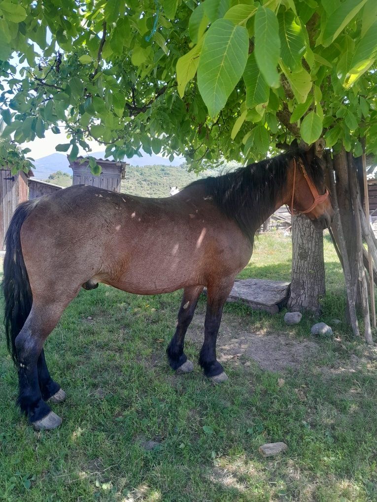 Vând cal de 8 ani