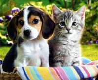 Передержка кошек и собак