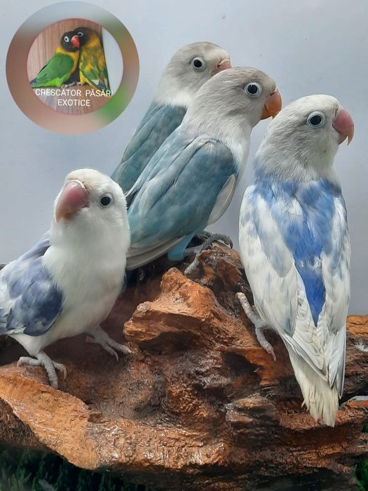 Agapornis Fisher