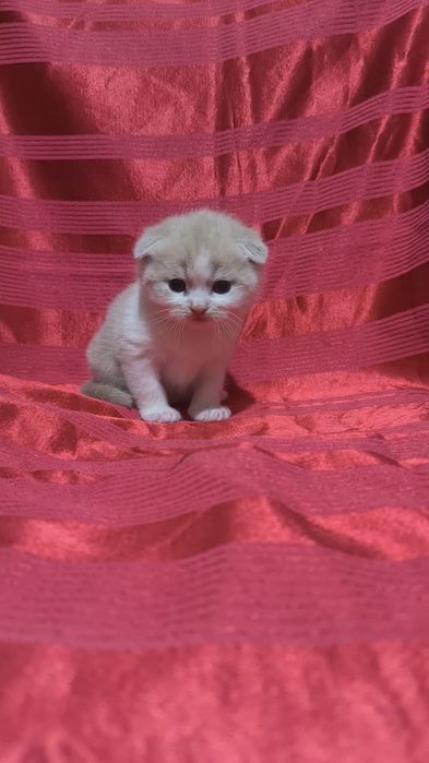 Животные кошки и котята