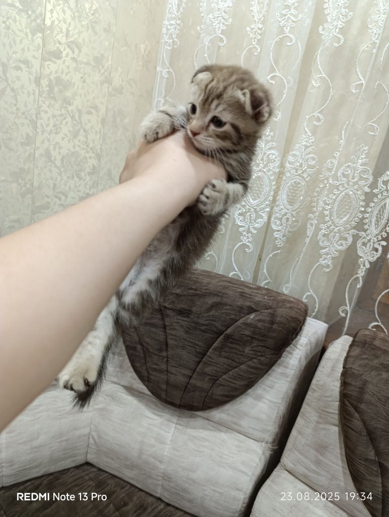 Срочно. Мраморный Скоттиш Фолд Красавчик