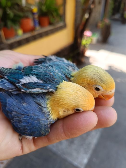 Agapornis Fisher
