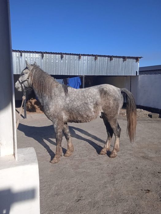 Жылқы сатылады, Лошади