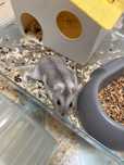 Vand hamster baiat