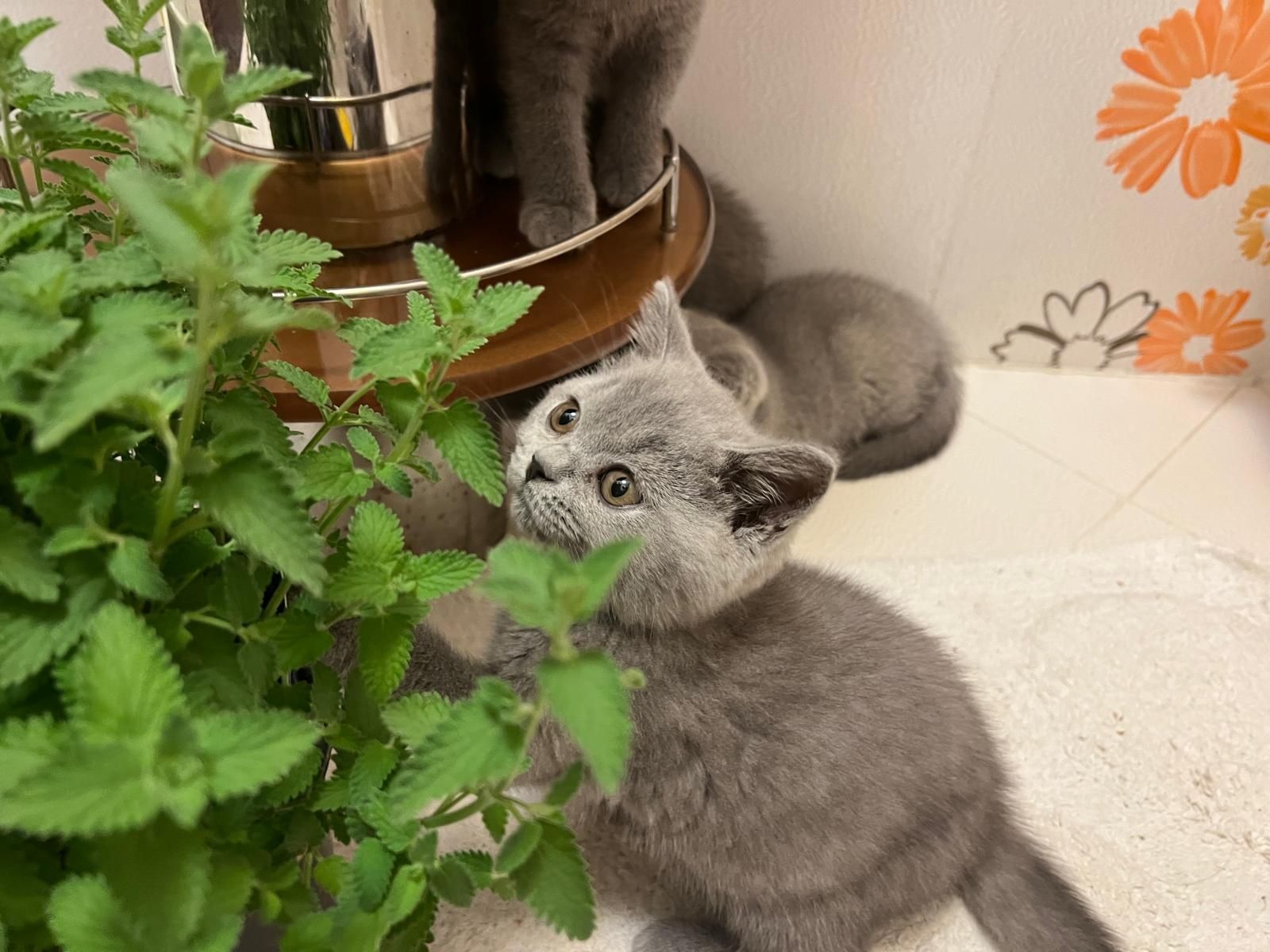 Fetită british shorthair cu pedigree