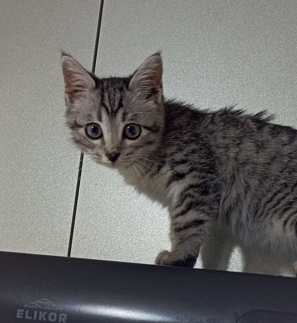 Котятки -котятушки-мальчики и девочки!!