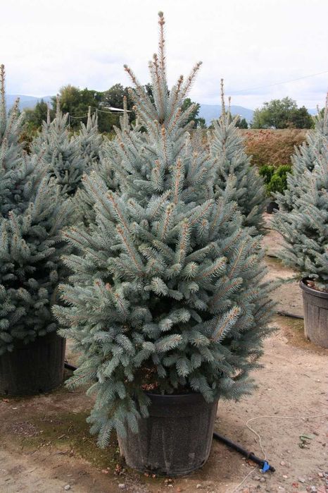 Brad argintiu Picea Glauca brad korean