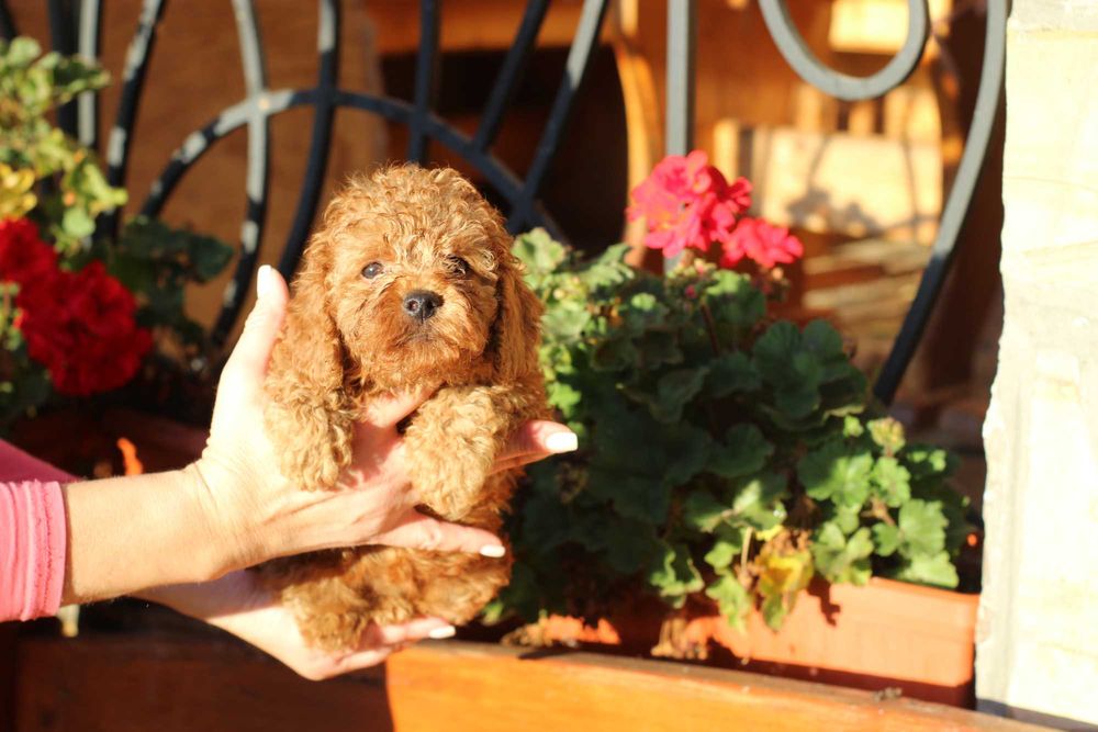 Мини мини пудел - той пудел бебета с родословни родители