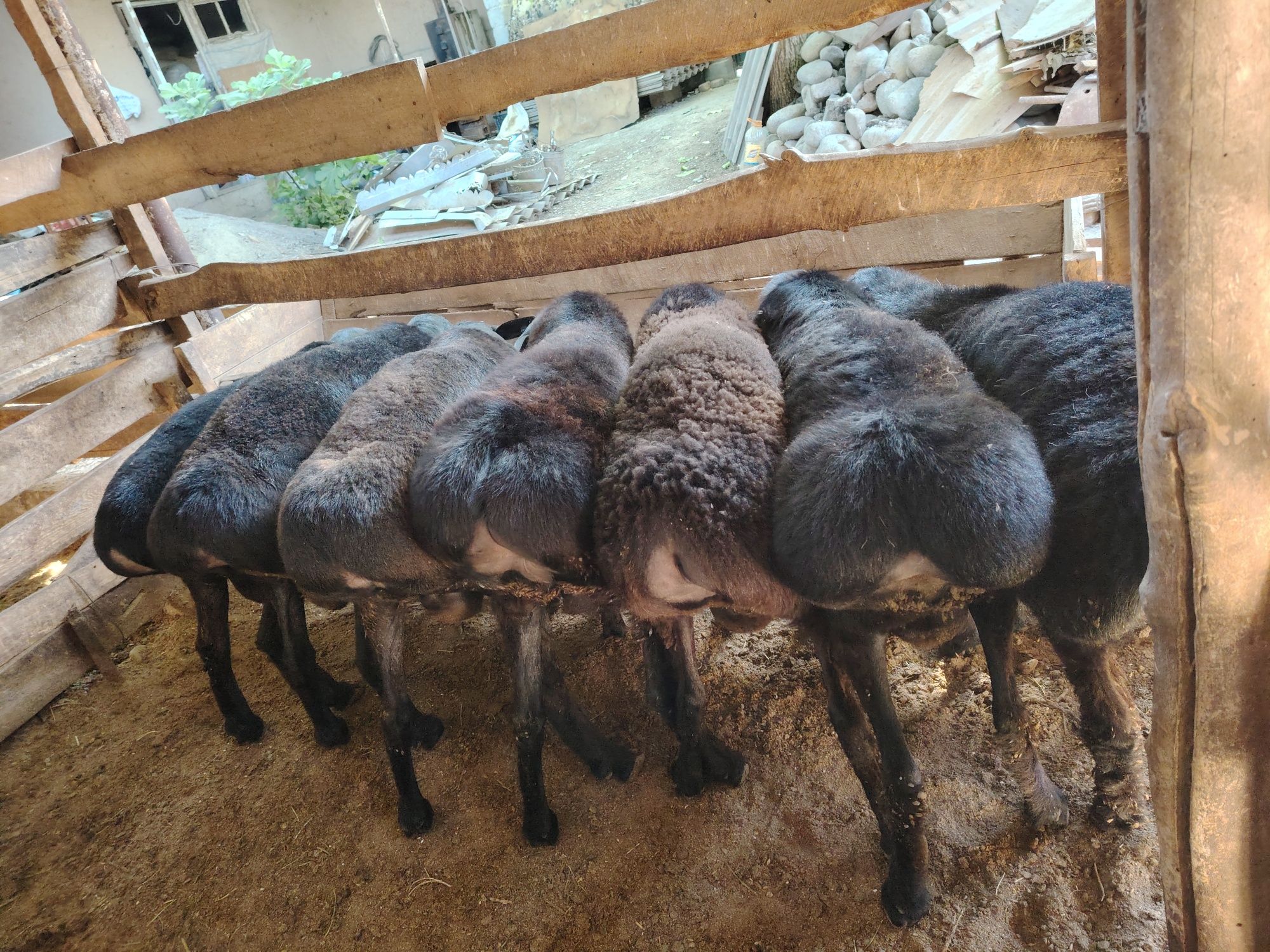 Qo'chqorlar sotiladi