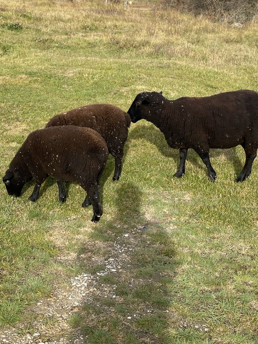 Mielute si oi de carne