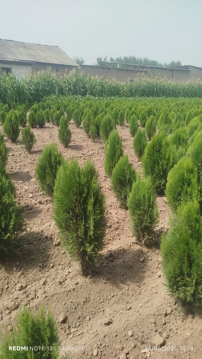 Archa va dekorativ o'simliklar