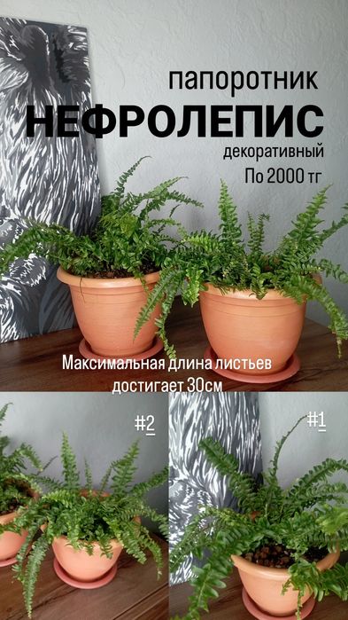 Папоротник "НЕФРОЛЕПИС"