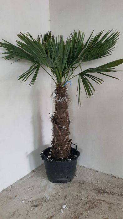 Palmieri cu livrare
