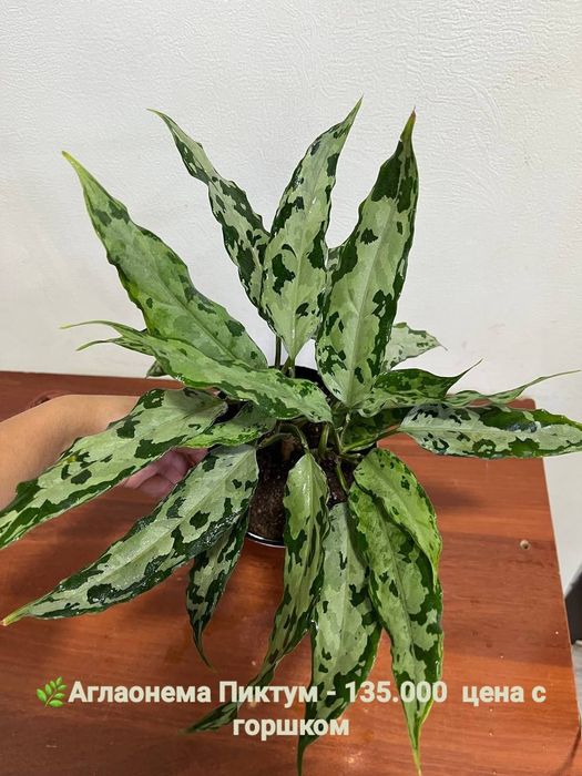 Сизигиум, Подакарпус Хамедорея и др  комнатные растения