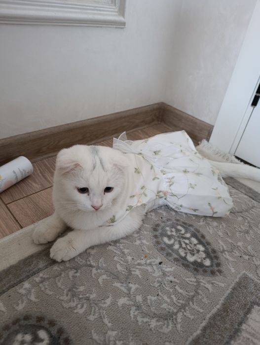 Zotdor Mushuk Sotiladi