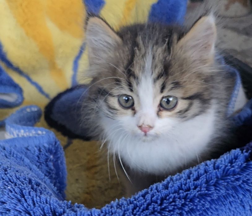 Отдам бесплатно котёнка в добрые руки!