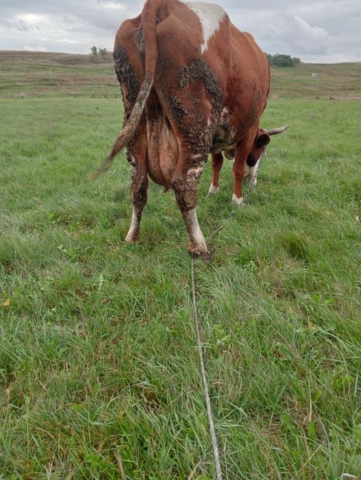 Vând sau schimb pe vitei