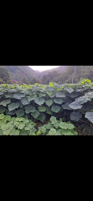 Paulownia butasi repicati sau copăcei la 1m - se livreaza in tara