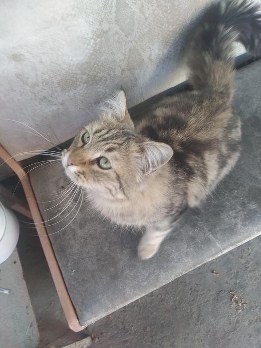 Кот Тигрик веселый