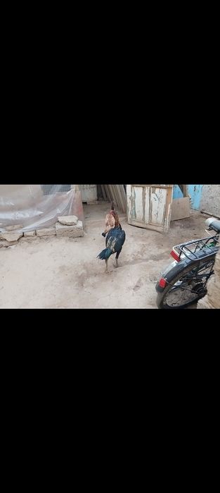 Sotiladi jöja xòroz va tovuq