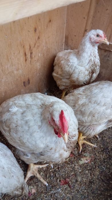 Бролер сотилади табий бокилган!