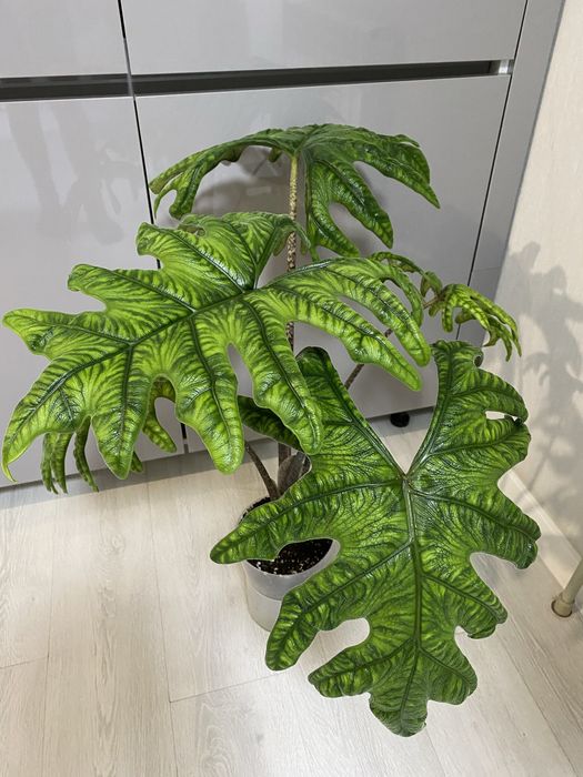 Клубни алоказии жаклин