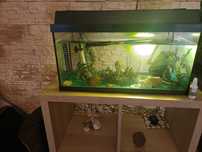 vand super ieftin acvariu 40 l comlect echipat