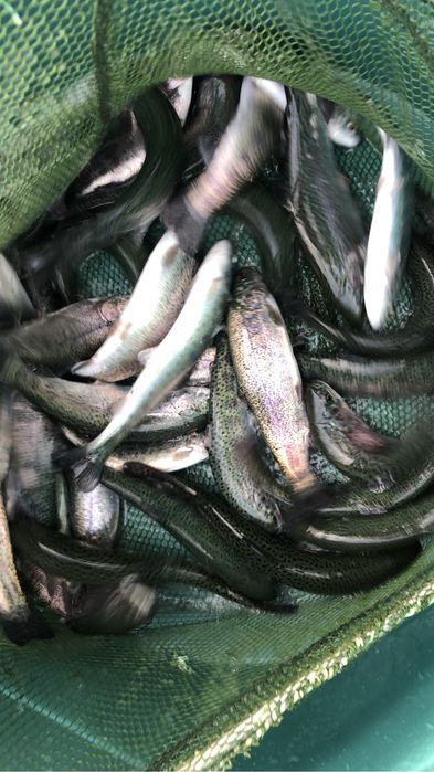 Puiet pastrav 45-50g