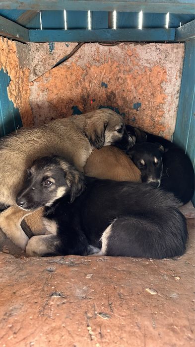 Тазының күшігі 6 күшік бар