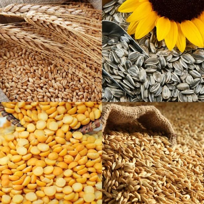 Компания закупает Лён, Сафлор, Подсолнечник
