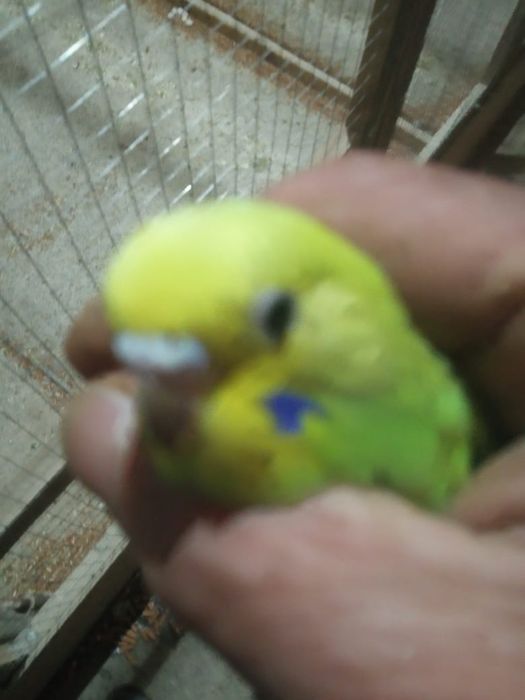 Волнистые  кореллы попугаи