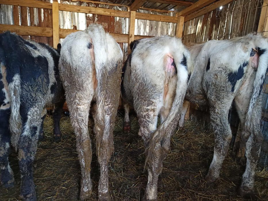 Vând 3 vitele ,în vârstă de 9 luni