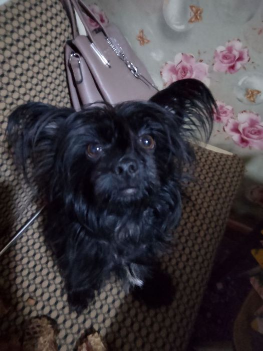 Продаются щеночки Йорка  маленькие