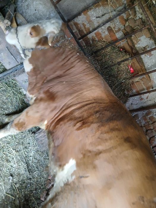 Vând taur de un an jumate, și doua vițele de doua luni jumate