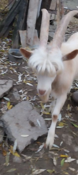 Țap  Saanen  vârstă  1 an provine din părinți cu pedigree